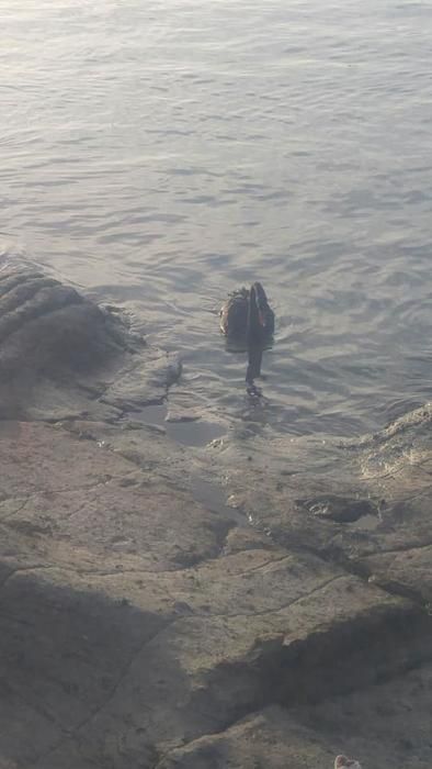 Un cisne negro en la playa de Mogán