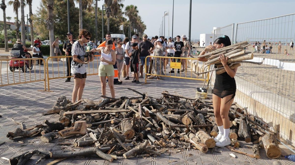 Locura por la leña en la Malva-rosa para las hogueras de San Juan