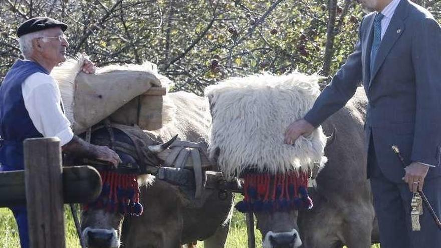 El Rey con Víctor Molina y sus vacas, &quot;La Pastora&quot; y &quot;La Cubana&quot;, en la sestaferia celebrada con motivo de la entrega a Poreñu del premio &quot;Pueblo ejemplar de Asturias&quot; 2017.