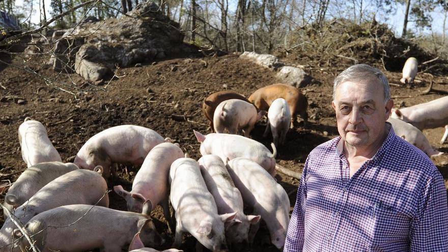 Alfonso Vence, en una imagen de archivo con sus cerdos de la finca de Siador.