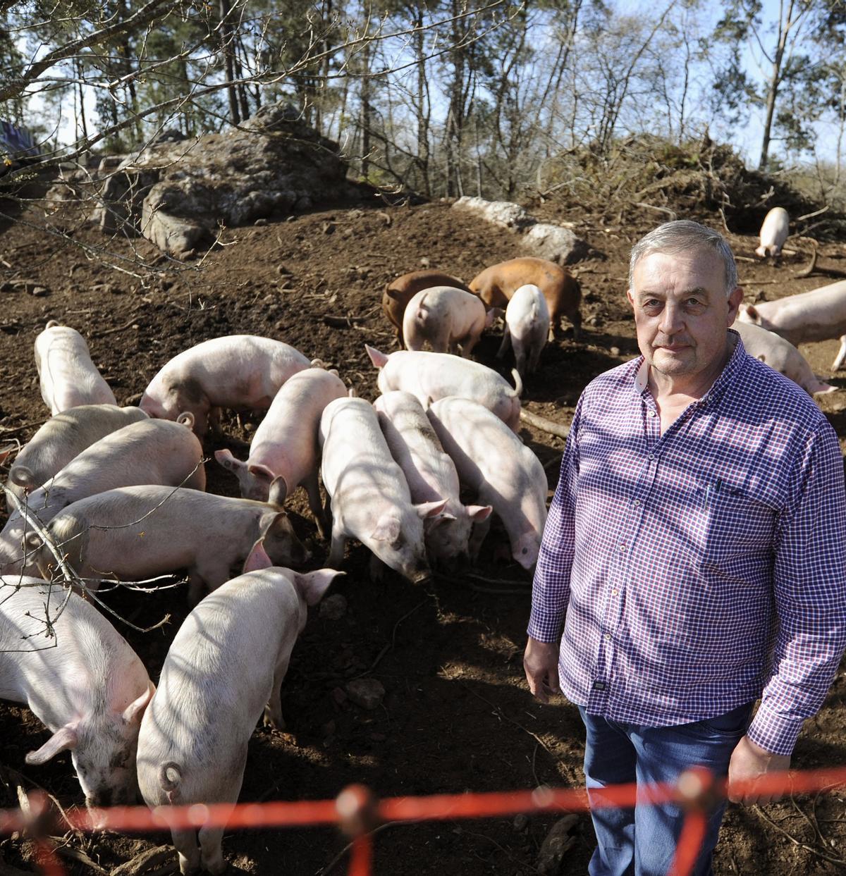 Alfonso Vence, en una imagen de archivo con sus cerdos de la finca de Siador.