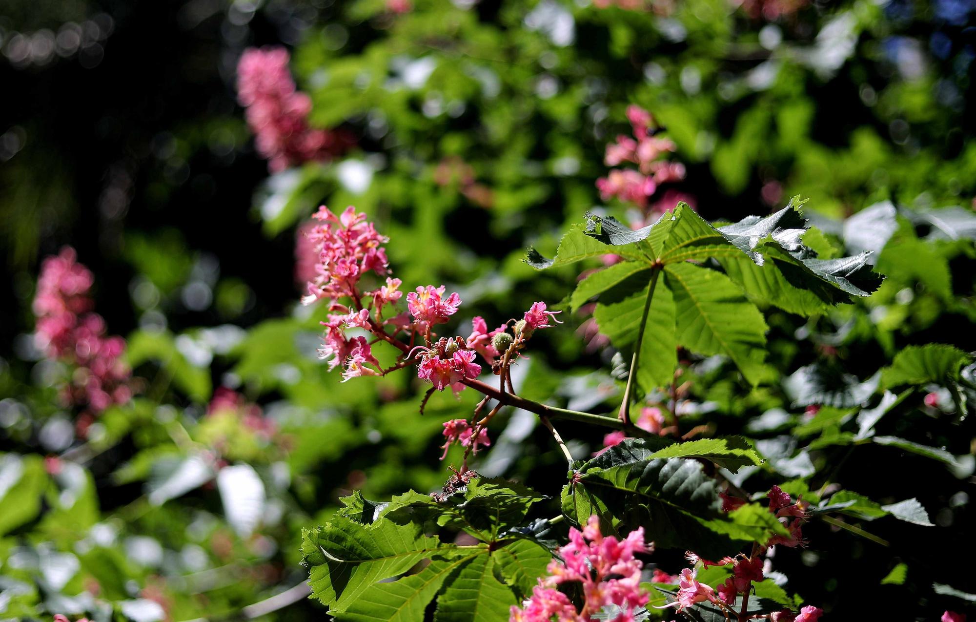 Las flores del Jardín Botánico en primavera