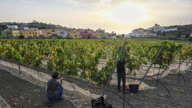 Vendimia en la Bodega Mondalón