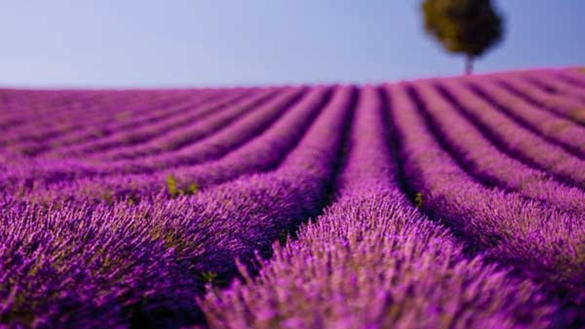 Campo de lavanda cerca de Valensole, en la Provenza francesa.