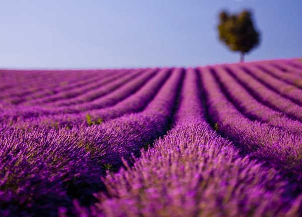 Campo de lavanda cerca de Valensole, en la Provenza francesa.