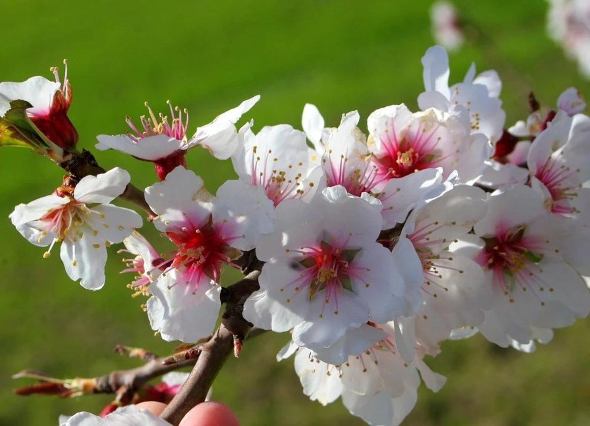 Almendro en flor