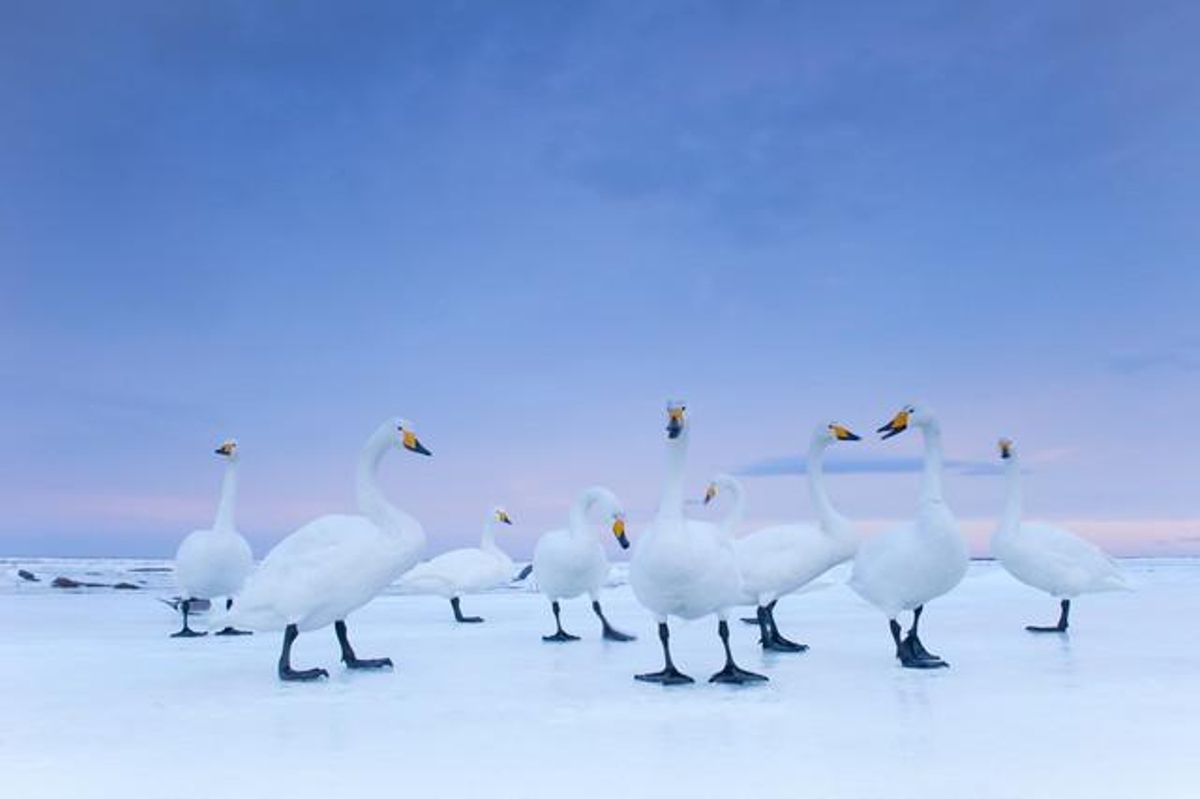 Segon premi a la categoria ’Natura’, del fotògraf Stefano Unterthiner.