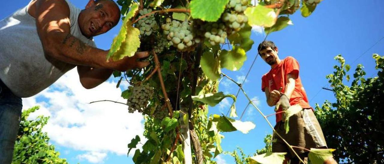 La vendimia comenzó ayer, aunque poco a poco, en las plantaciones de Pazo de Rubianes, en Rubiáns (Vilagarcía). // Iñaki Abella