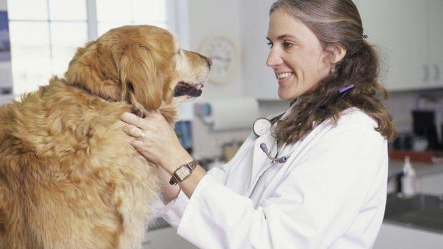 Mucho más que médicos de animales