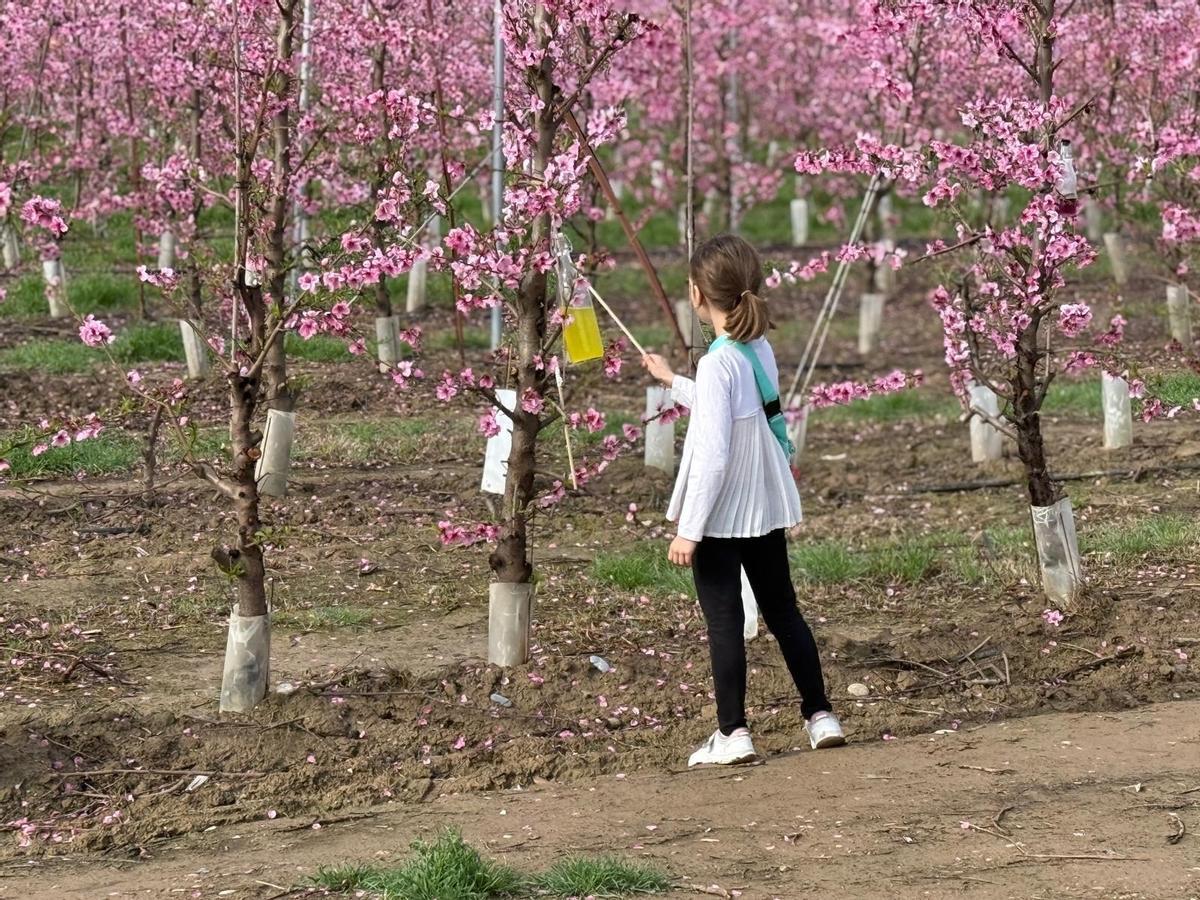 Una niña junto a unos almendros en flor, este domingo.