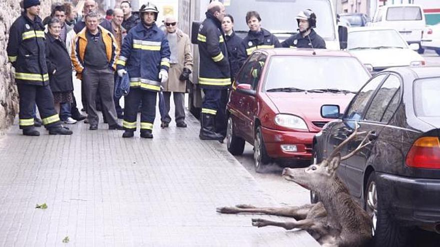 El ciervo, a la derecha, herido tras saltar el muro y caer junto a unos coches.