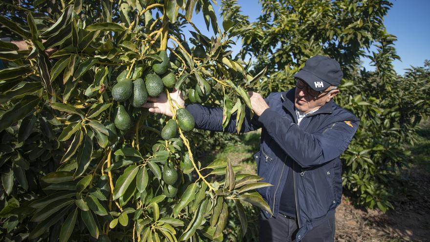 El &quot;oro verde&quot; se abre paso en el Camp de Morvedre