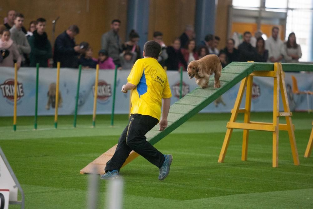 La Mascotada da brillo a Expocachorro