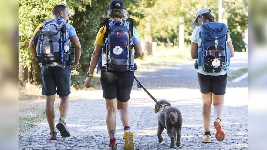 Unos 5.000 peregrinos hacen el Camino de Santiago con su mascota: «Los mejores meses para viajar con perro son mayo y septiembre»