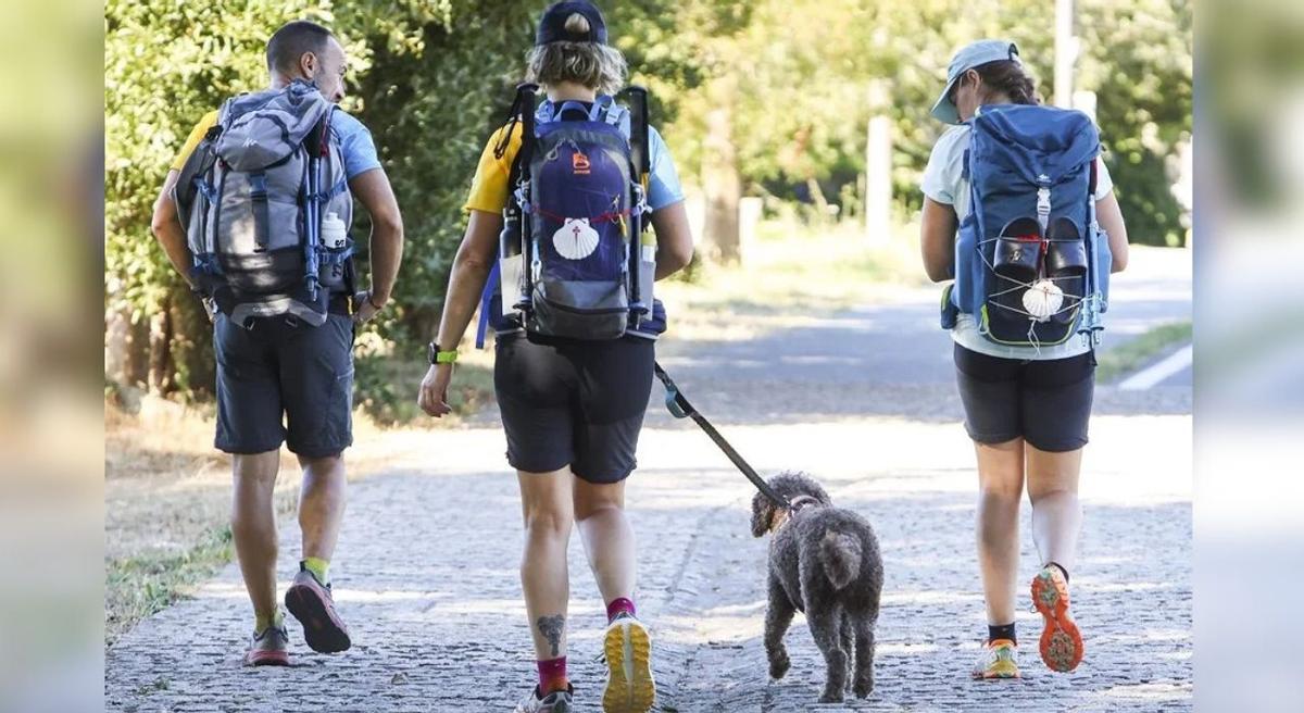 Al año, unos 5.000 peregrinos hacen el Camino de Santiago con mascota.