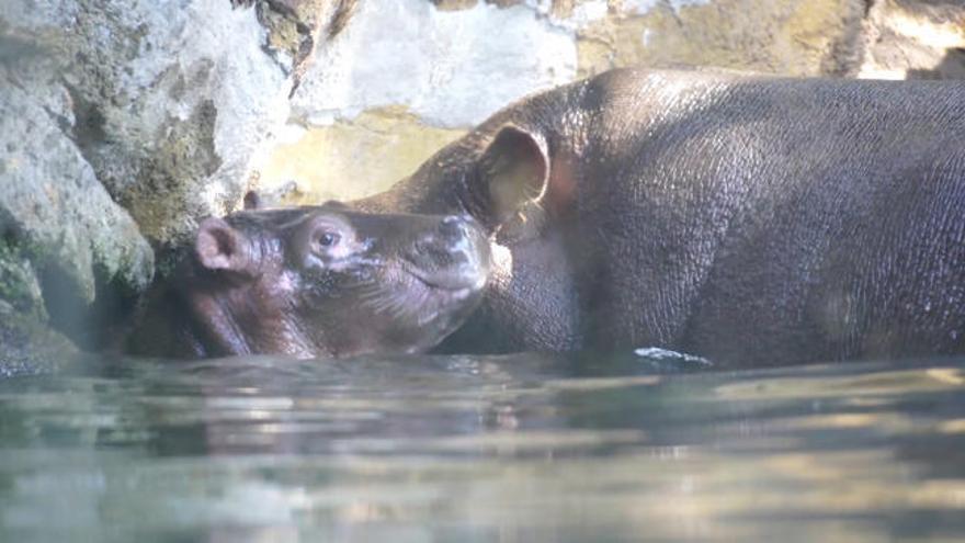 El bebé hipopótamo del Bioparc se llamará Gori