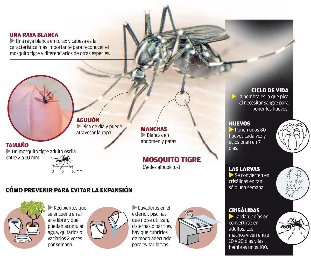 La Junta refuerza la vigilancia del mosquito tigre