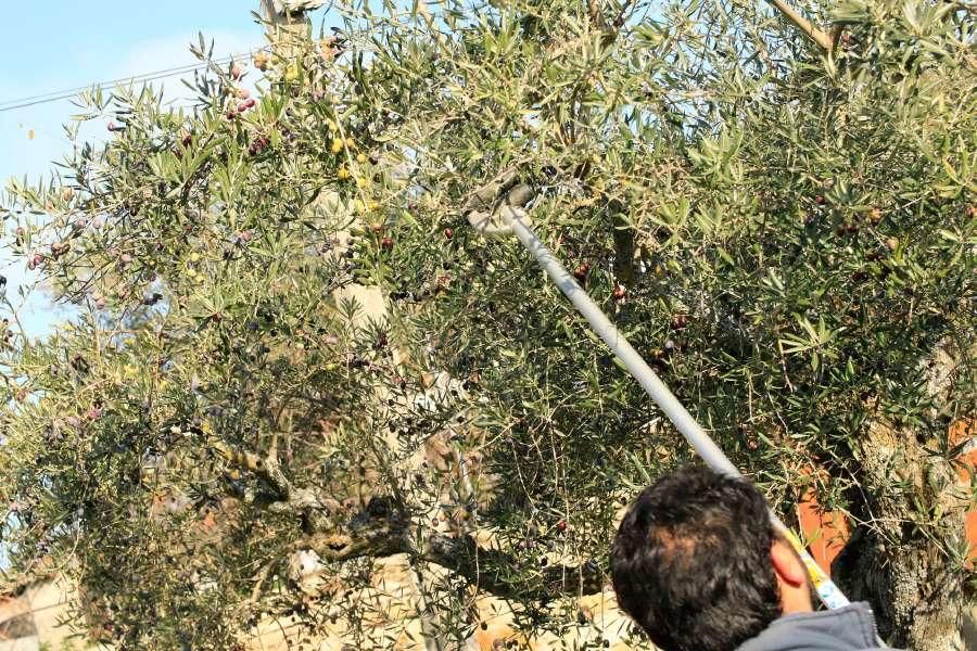 Recogida de aceituna en Fermoselle