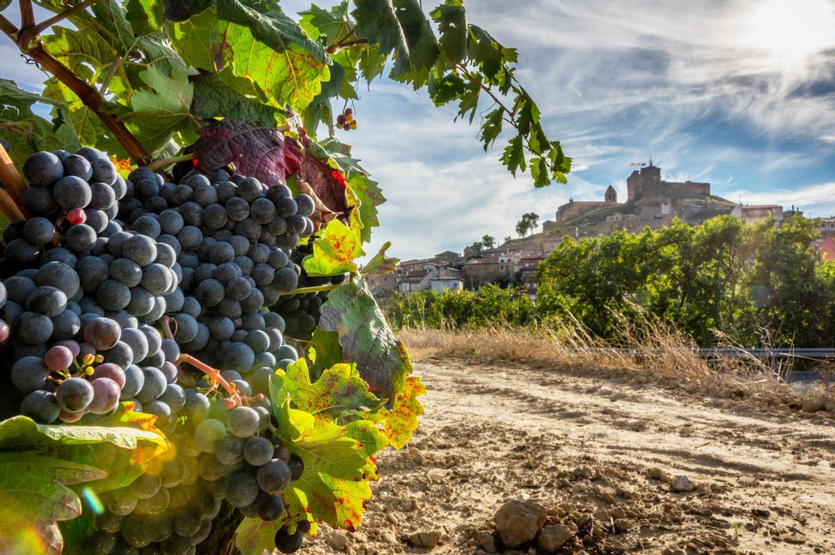 Viñedos de La Rioja