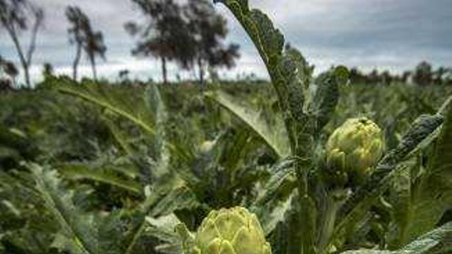 El precio de la alcachofa se dispara por el frío y afianza la producción local