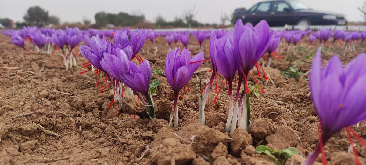 Floración del azafrán en Madridejos.