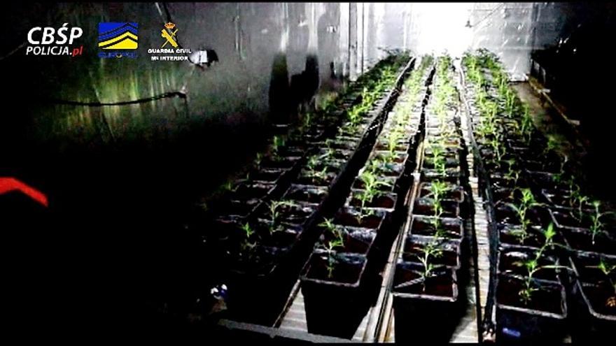 Una de las plantaciones de marihuana intervenidas en la operación policial