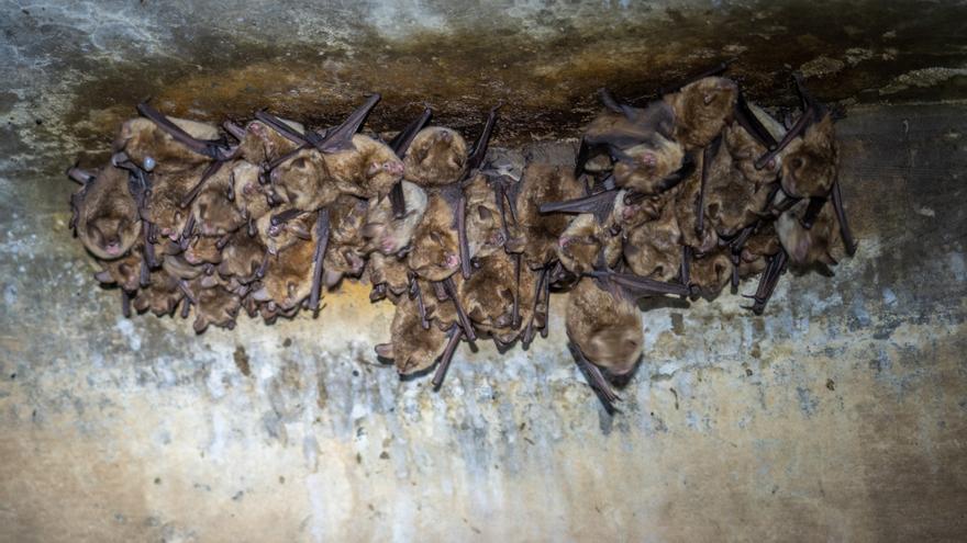 Biòlegs estudien les colònies de ratpenats per afavorir la seva conservació