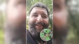 El llantén, mucho más que una mala hierba para El Hombre del Bosque