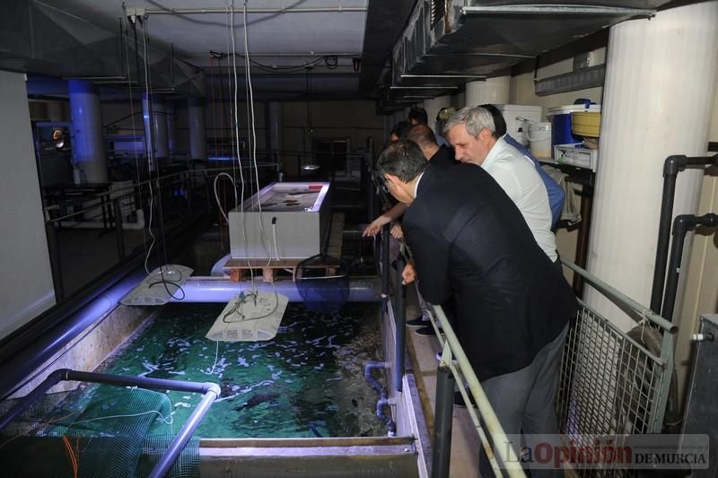 El acuario de la UMU albergará las especies emblemáticas del Mar Menor