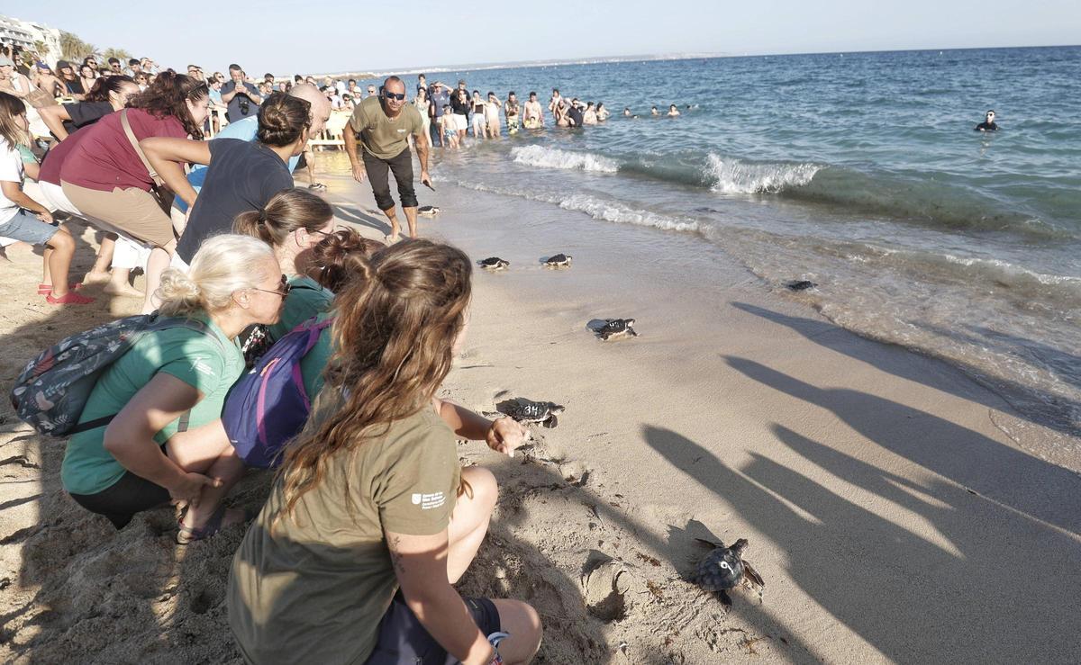 Imágenes de la liberación de 39 tortugas en Can Pere Antoni