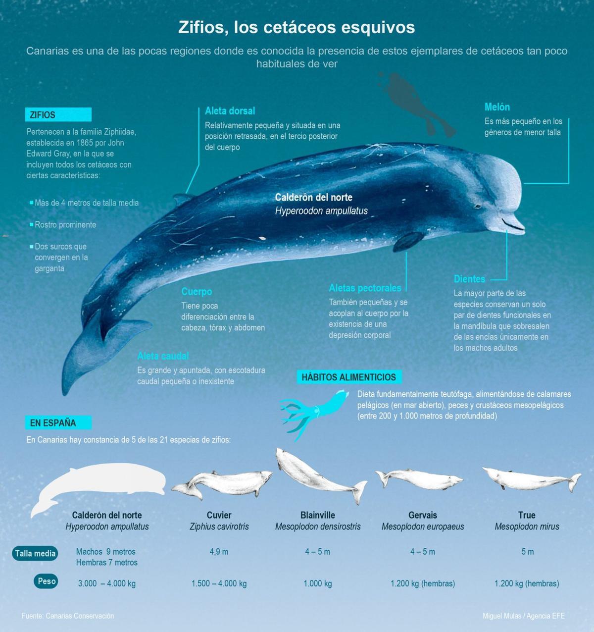 Gráfico sobre los zifios.