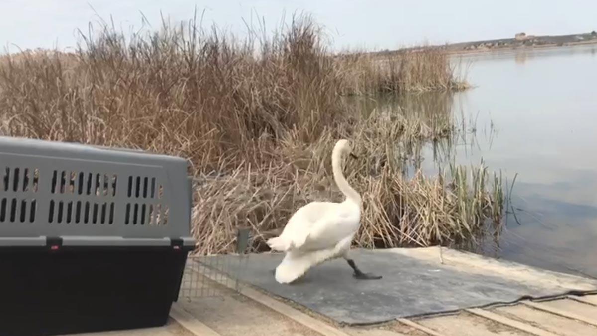 Puesta en libertad del cisne que apareció en Barcelona