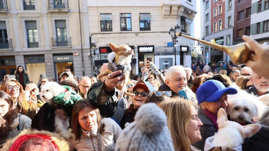 Los perros protagonizan la multitudinaria bendición de animales por San Antón en Oviedo: "Venimos a pedir salud porque son uno más de la familia"