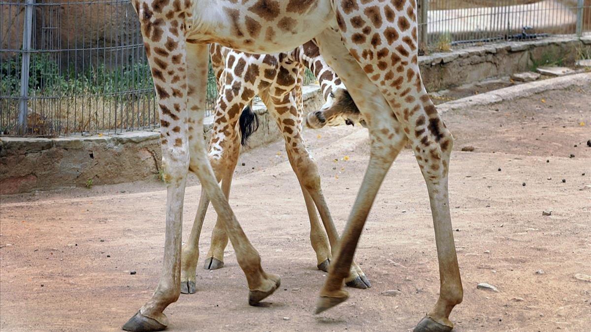 rjulve6513268 la nueva cria de jirafa del zoo de barcelona baba juguetea e181002112113