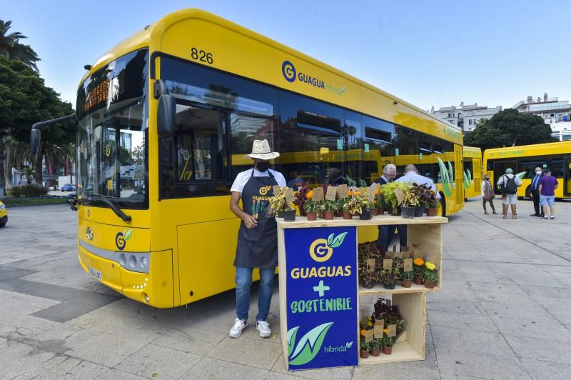 Guaguas Municipales renueva su flota de vehículos