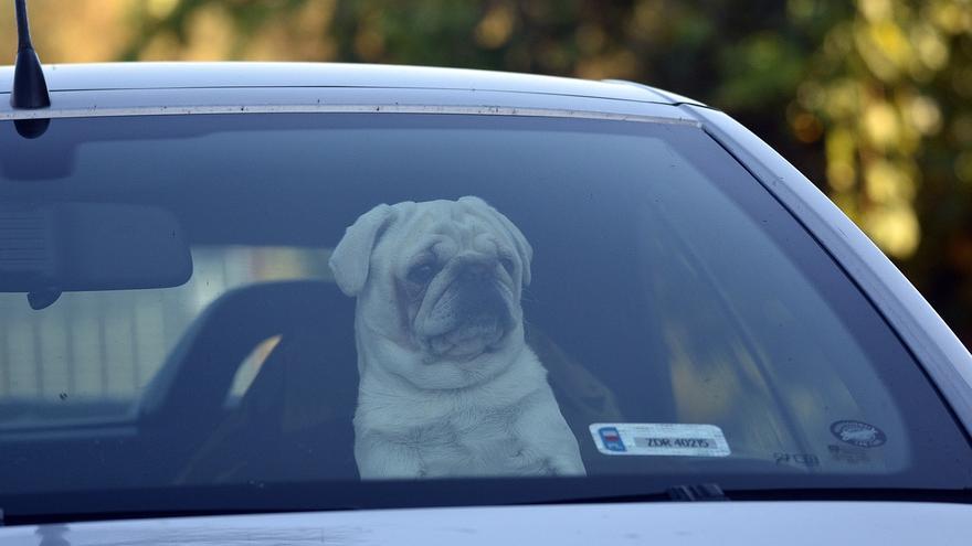 ¿Quieres llevarte a tu mascota de viaje este verano? Esto dice la DGT