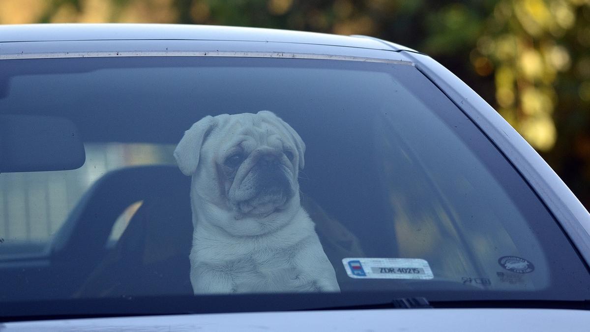 Así tendrán que viajar las mascotas