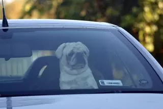 ¿Quieres llevarte a tu mascota de viaje este verano? Esto dice la DGT