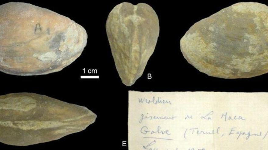 Presentan en Portugal la investigación sobre la búsqueda de un bivalvo turolense