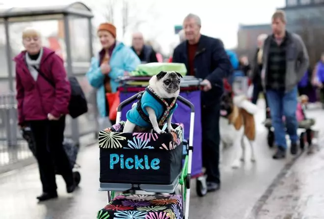 Crufts Dog Show, l'exhibició de gossos més gran d'Anglaterra