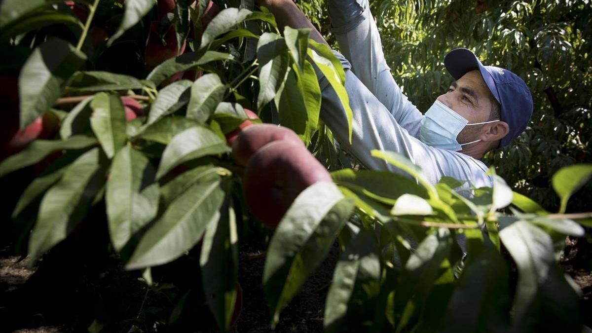 Un temporero trabajando en una finca de Aitona.