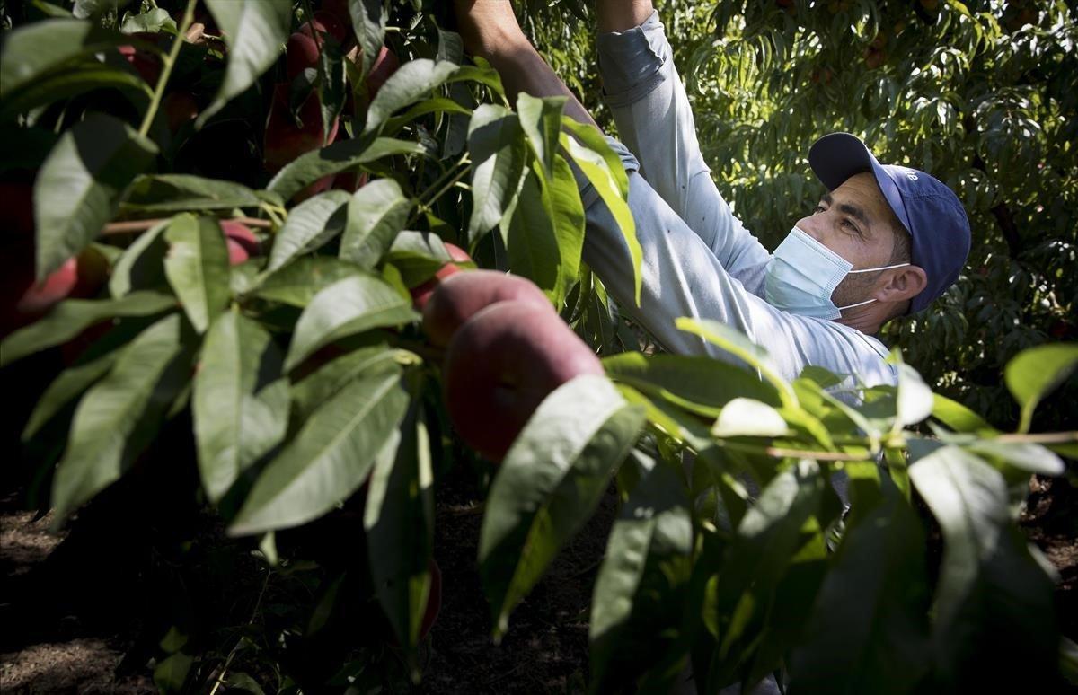 Un jornalero trabaja en una de las fincas de paraguayos deAitona (Segrià). 