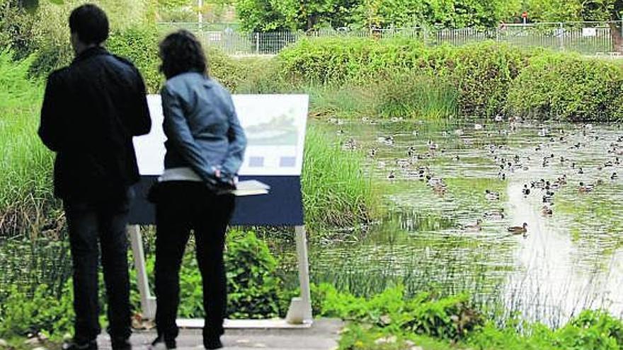 Arriba, una pareja observa el estanque del Pueblo de Asturias. A la izquierda, algunas de las aves que llenan el humedal.  marcos león