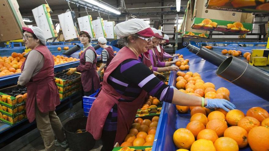 El veto de fitosanitarios reducirá un tercio la producción citrícola