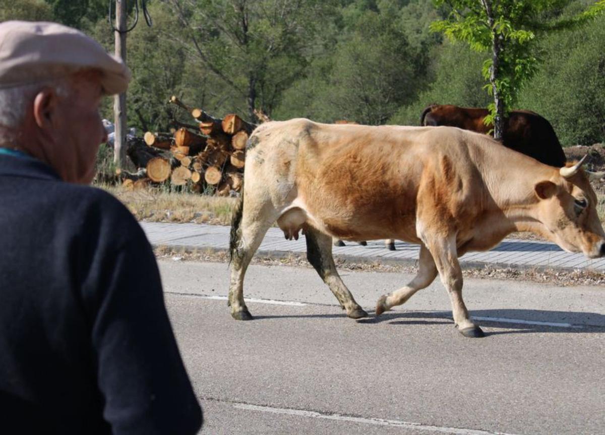 El Cordel Sanabrés revive con el paso de las vacadas