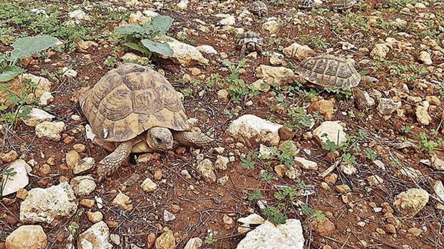 Liberan 170 tortugas terrestres protegidas en Capocorb