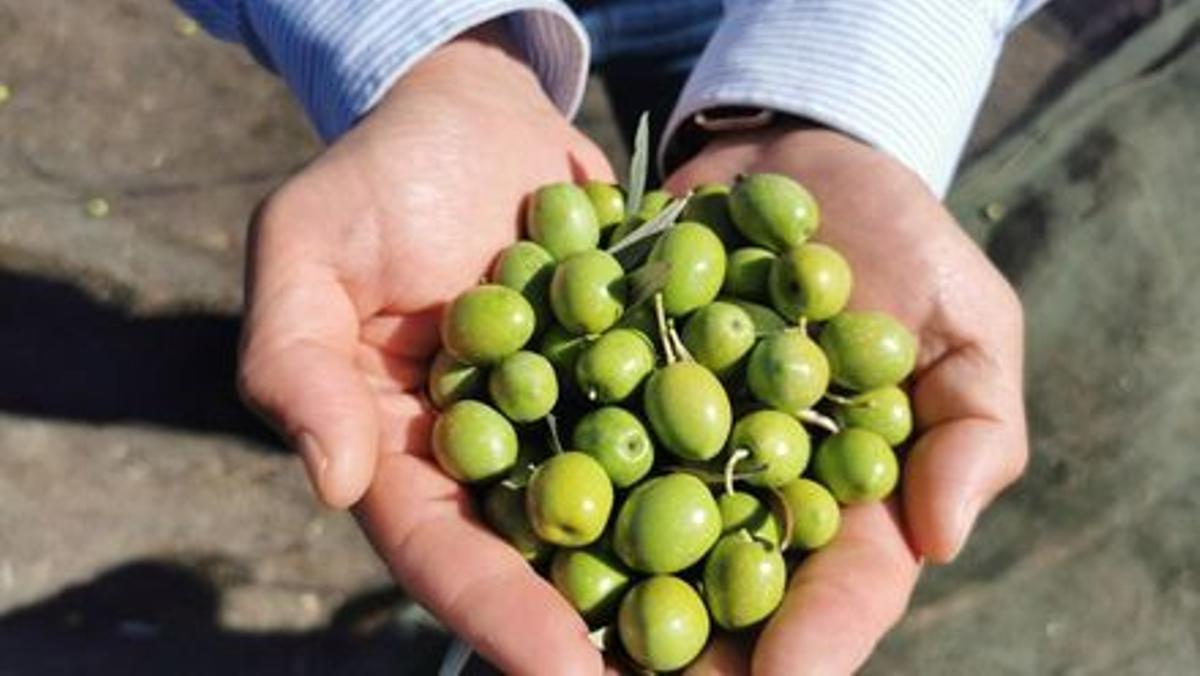 Un puñado de aceitunas de Finca La Torre.