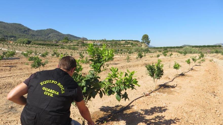 Detenido por el robo de plantones de naranjo en Montesa y Genovés