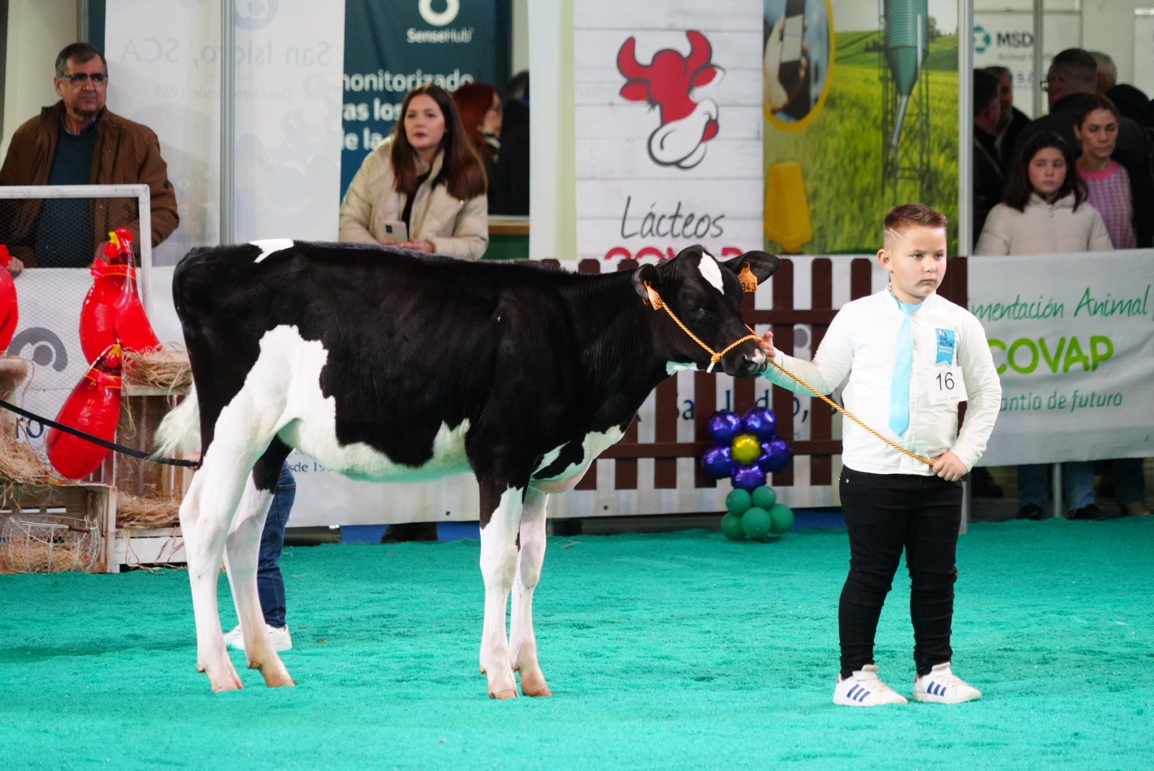 El Concurso Morfológico 'Usías Holstein' de Dos Torres, en imágenes