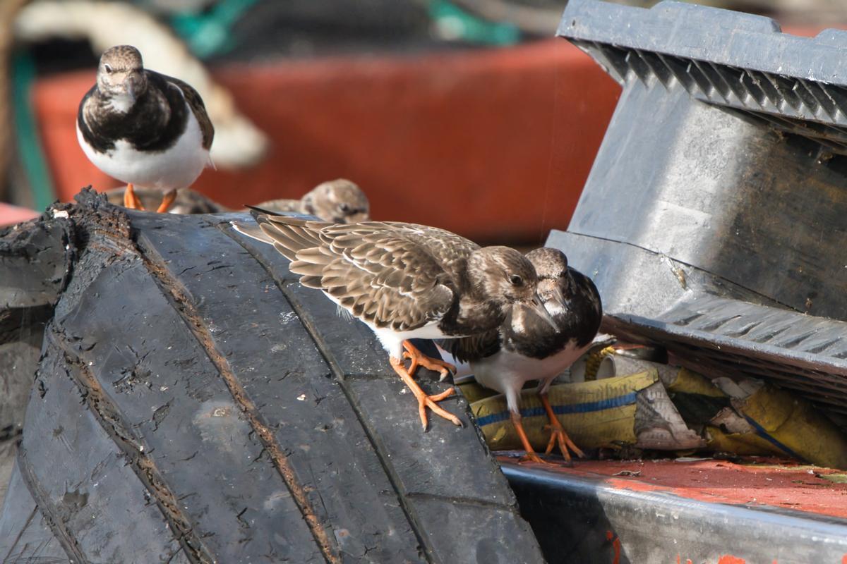 Varios vulvepiedras.